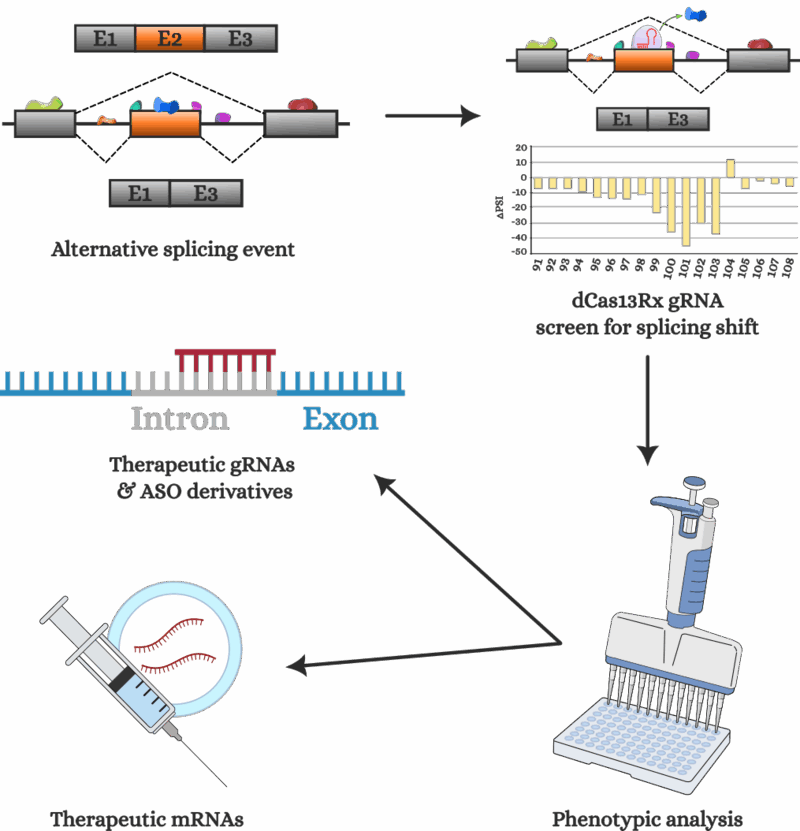 Diagram of the CRISPR/dCas13Rx Splice Screen: guide RNAs tiled across a target transcript