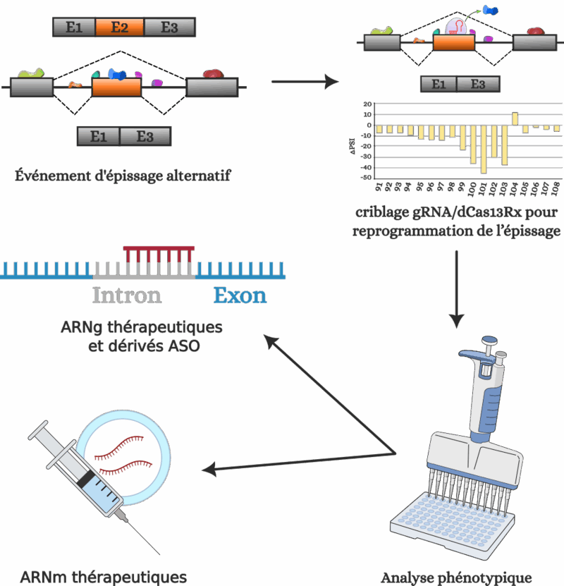 Sch&eacute;ma du Splice Screen CRISPR/dCas13Rx&nbsp;: ARN guides dispos&eacute;s sur l'ensemble d'un transcrit cible